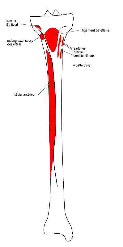  insertions ventrales 