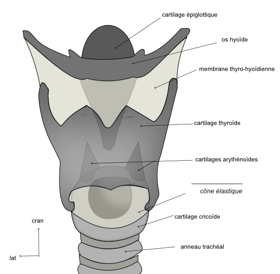  larynx vue antérieure