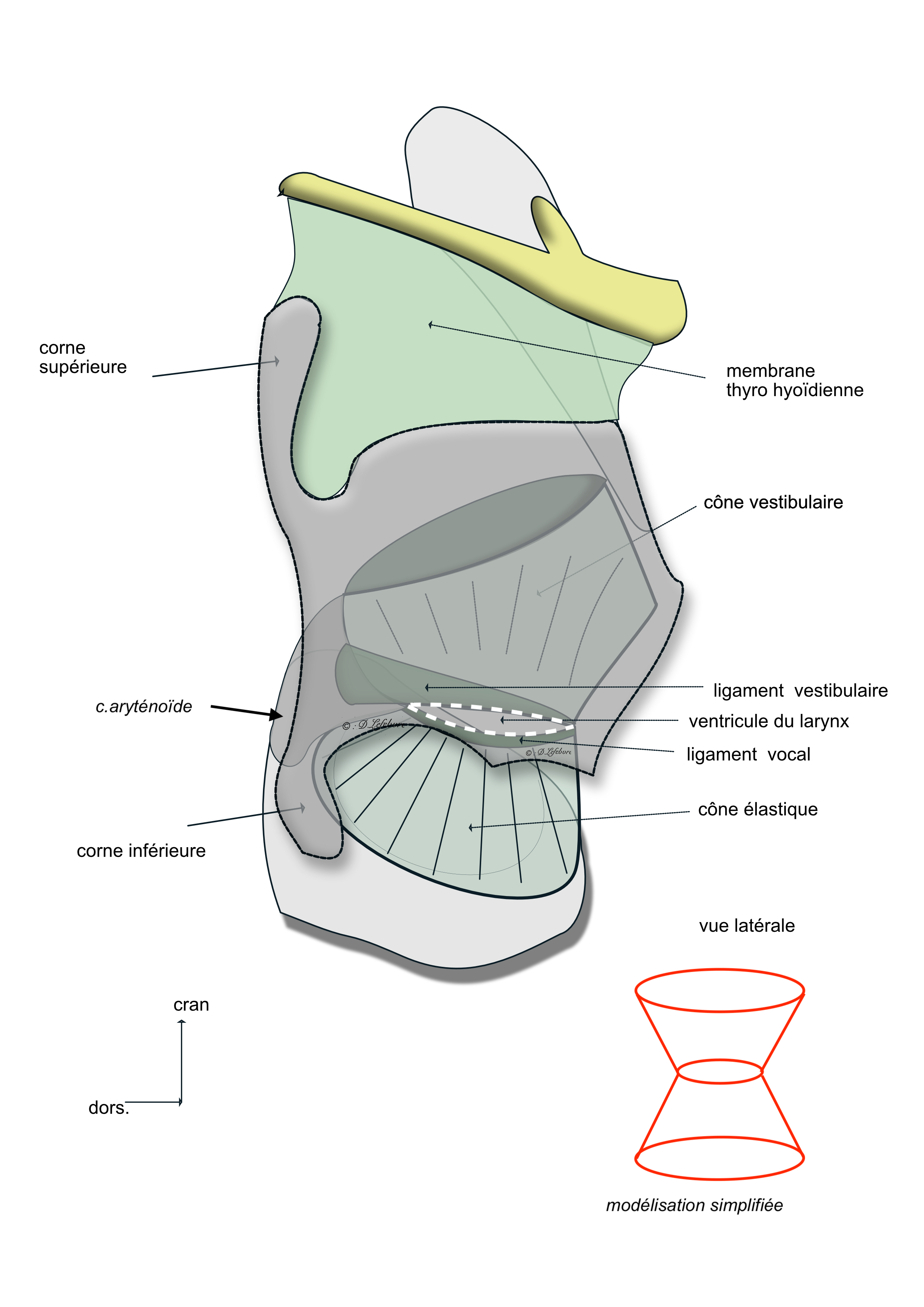  membrane élastique