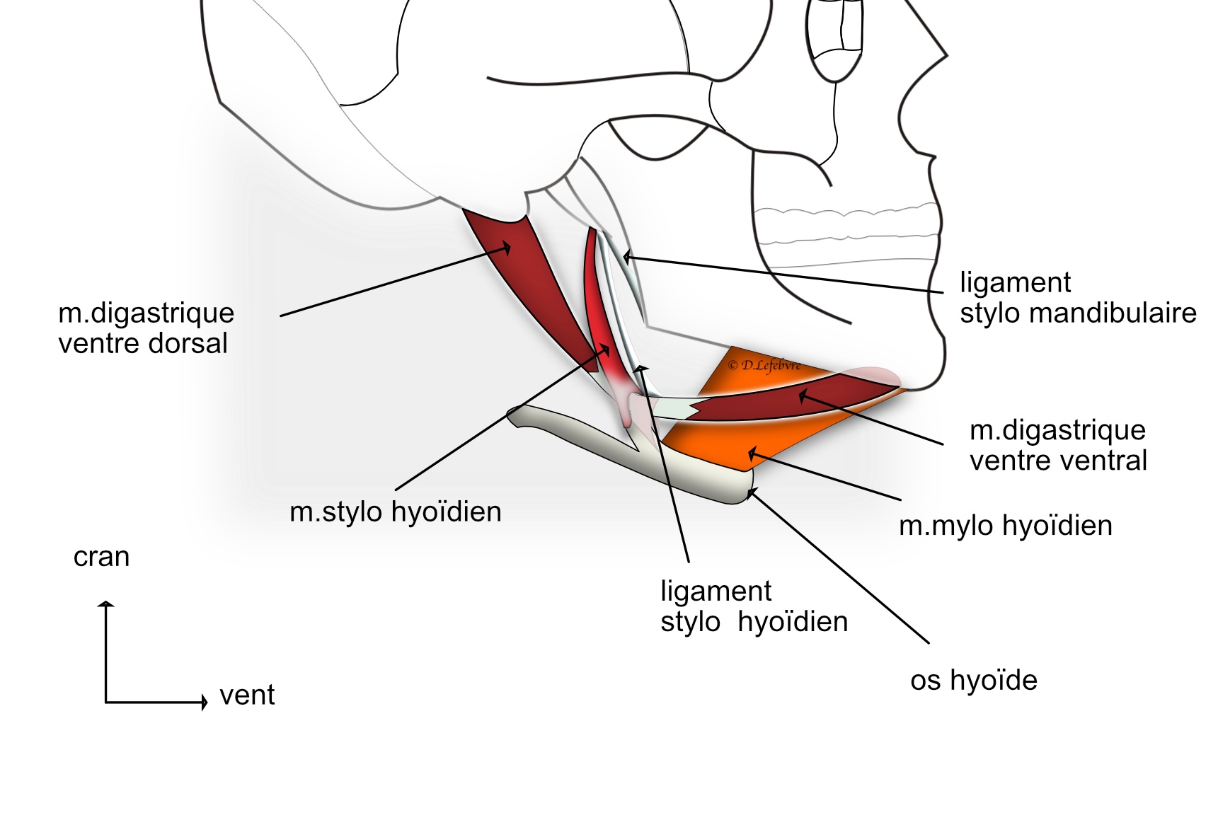muscles supra hyoïdiens