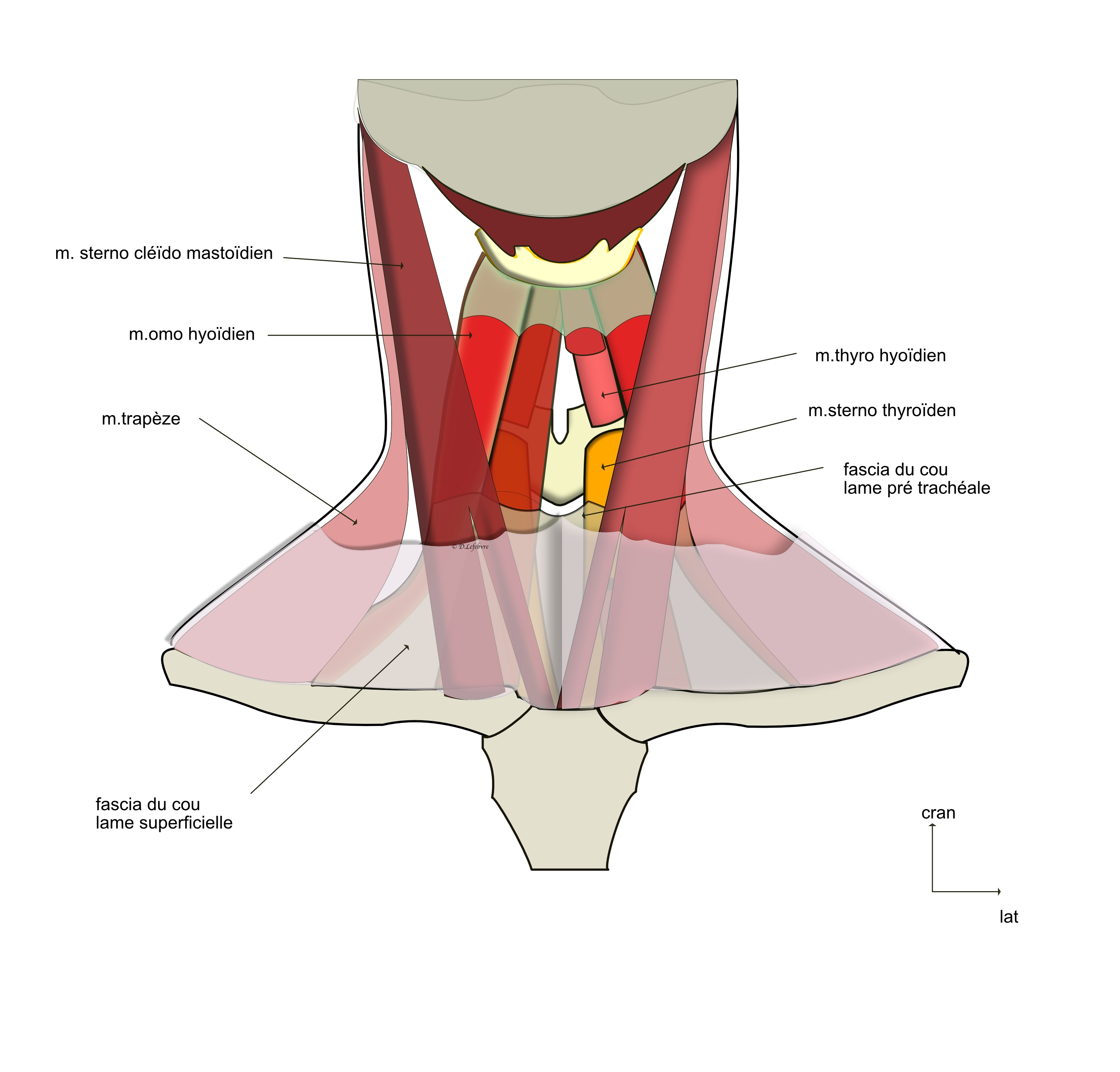 muscle ptérygoidien latéral