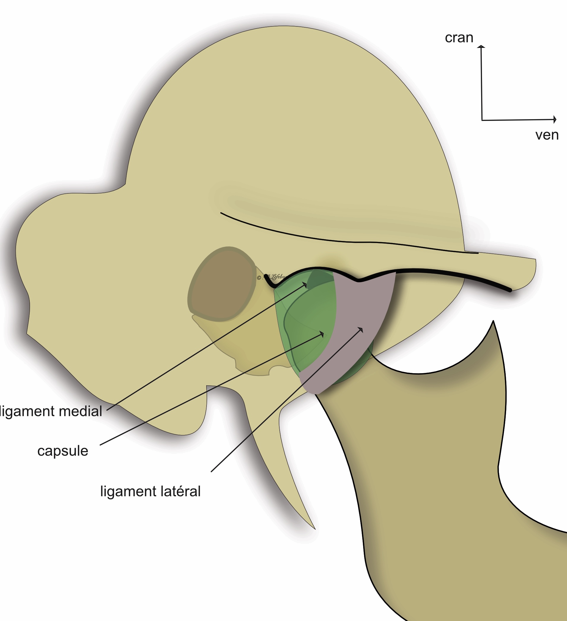 ligaments intrinsèques