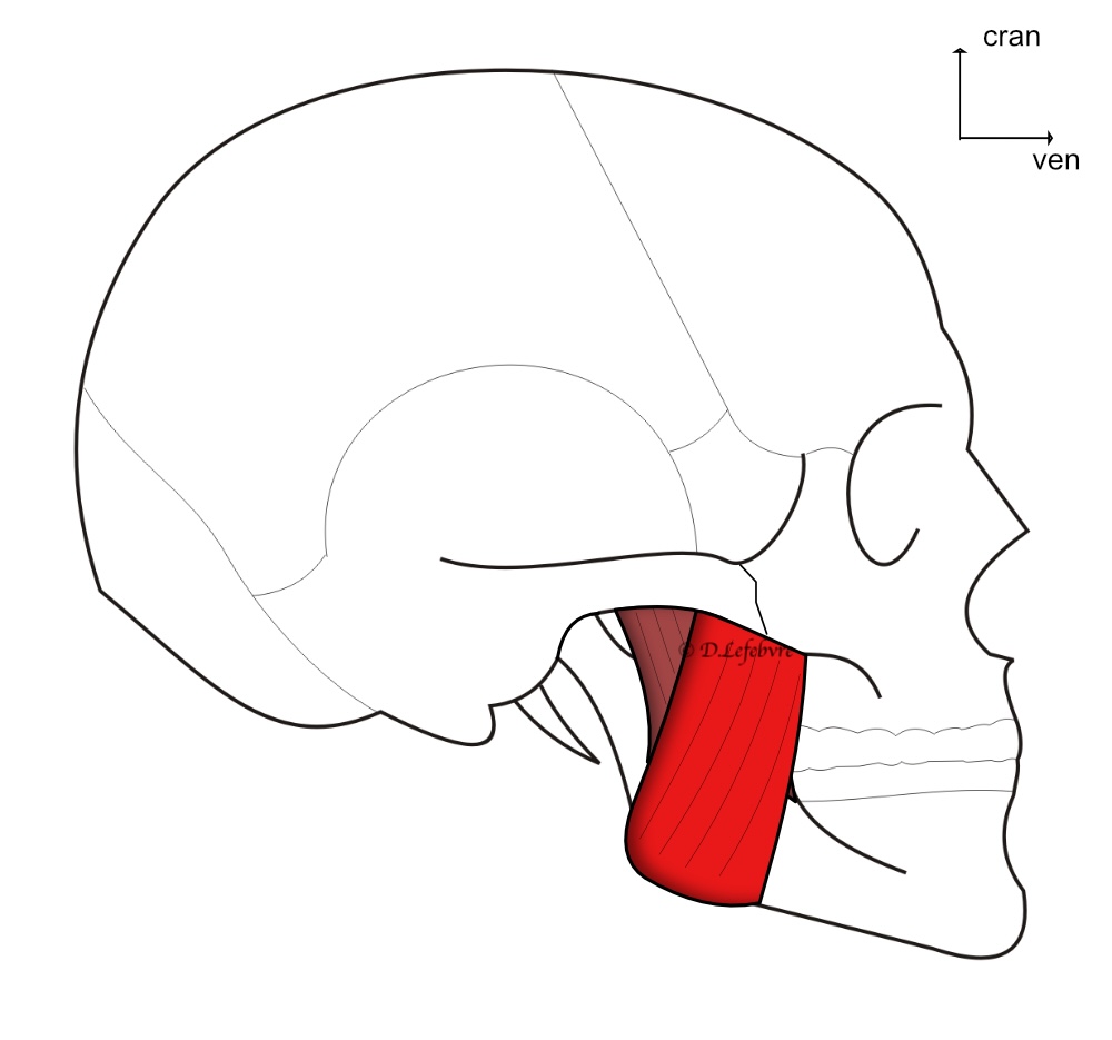 muscle masseter