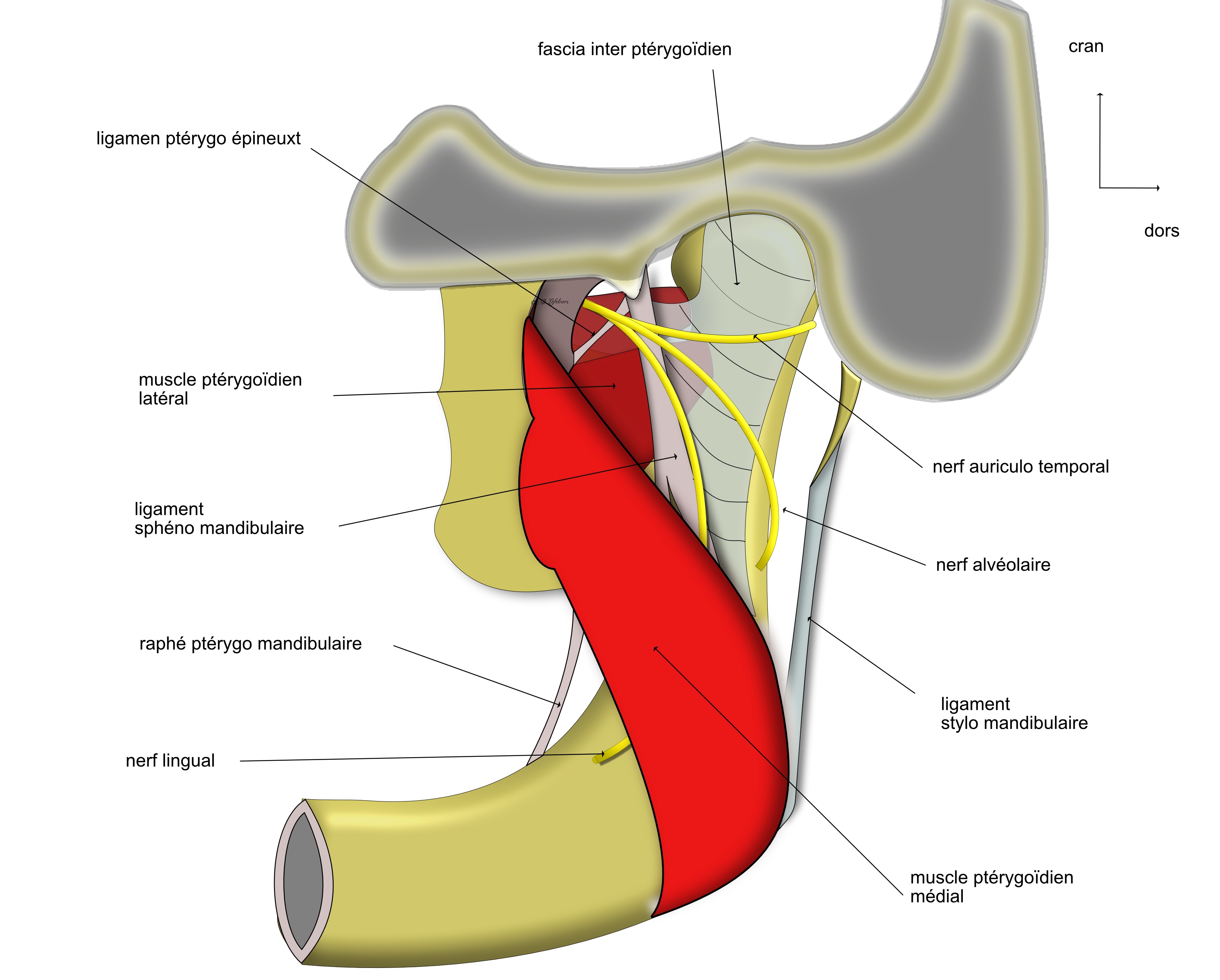 muscle ptérygoidien lateral