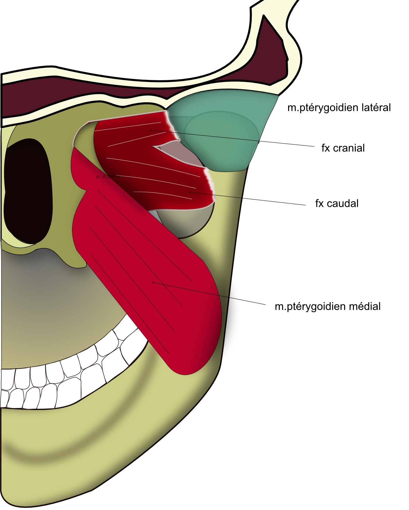 muscle ptérygoidien médial