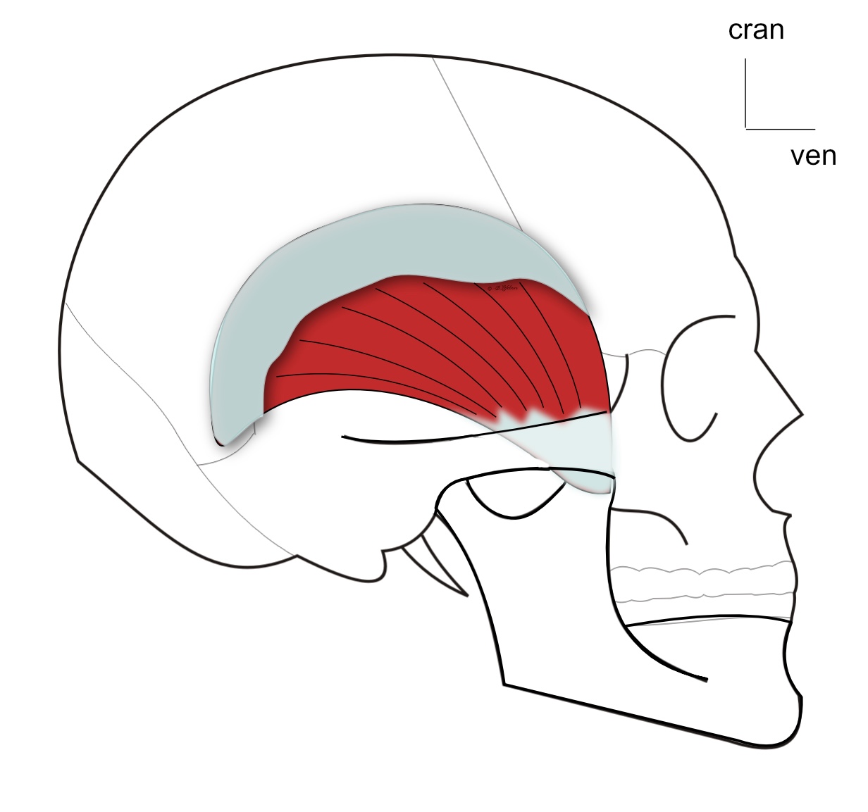 muscle temporal