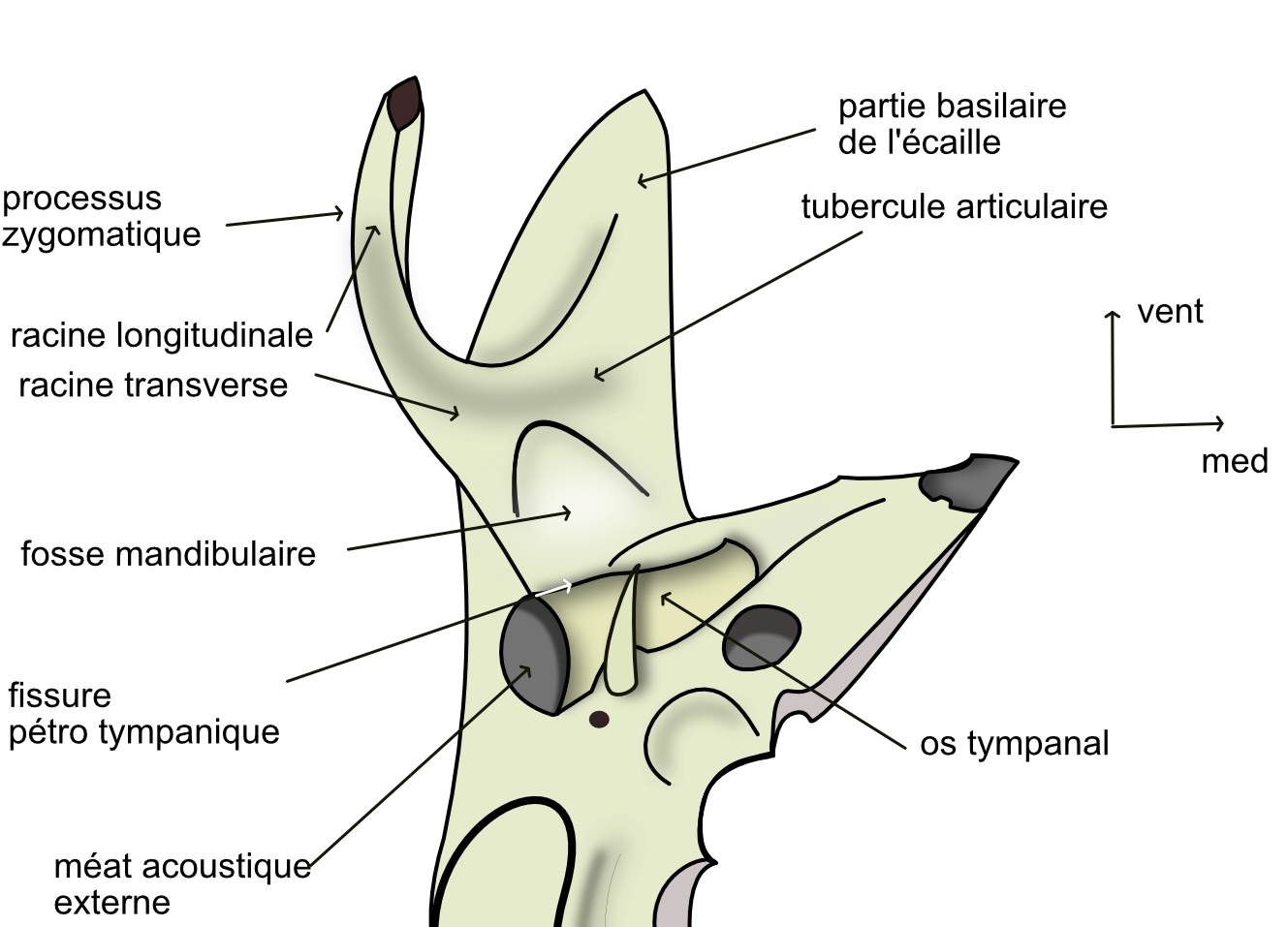 les surfaces temporales