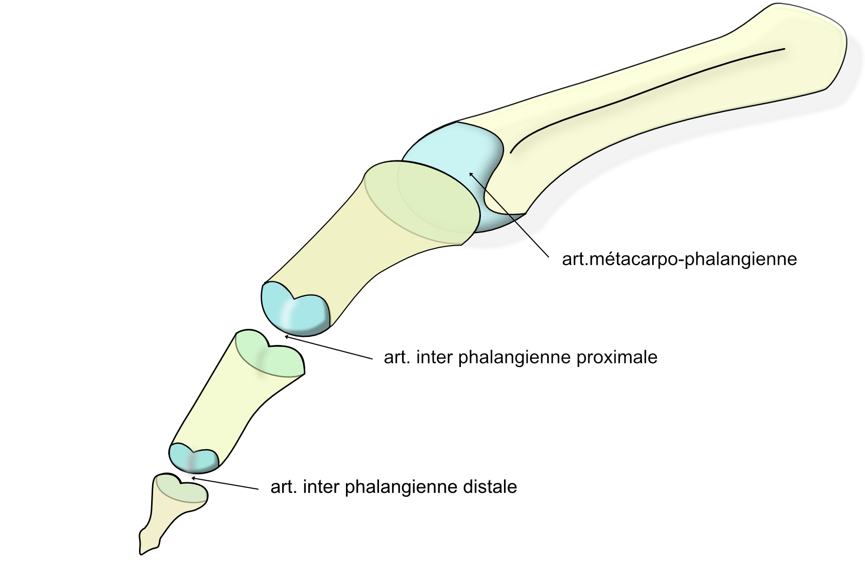 articulations des doigts longs 