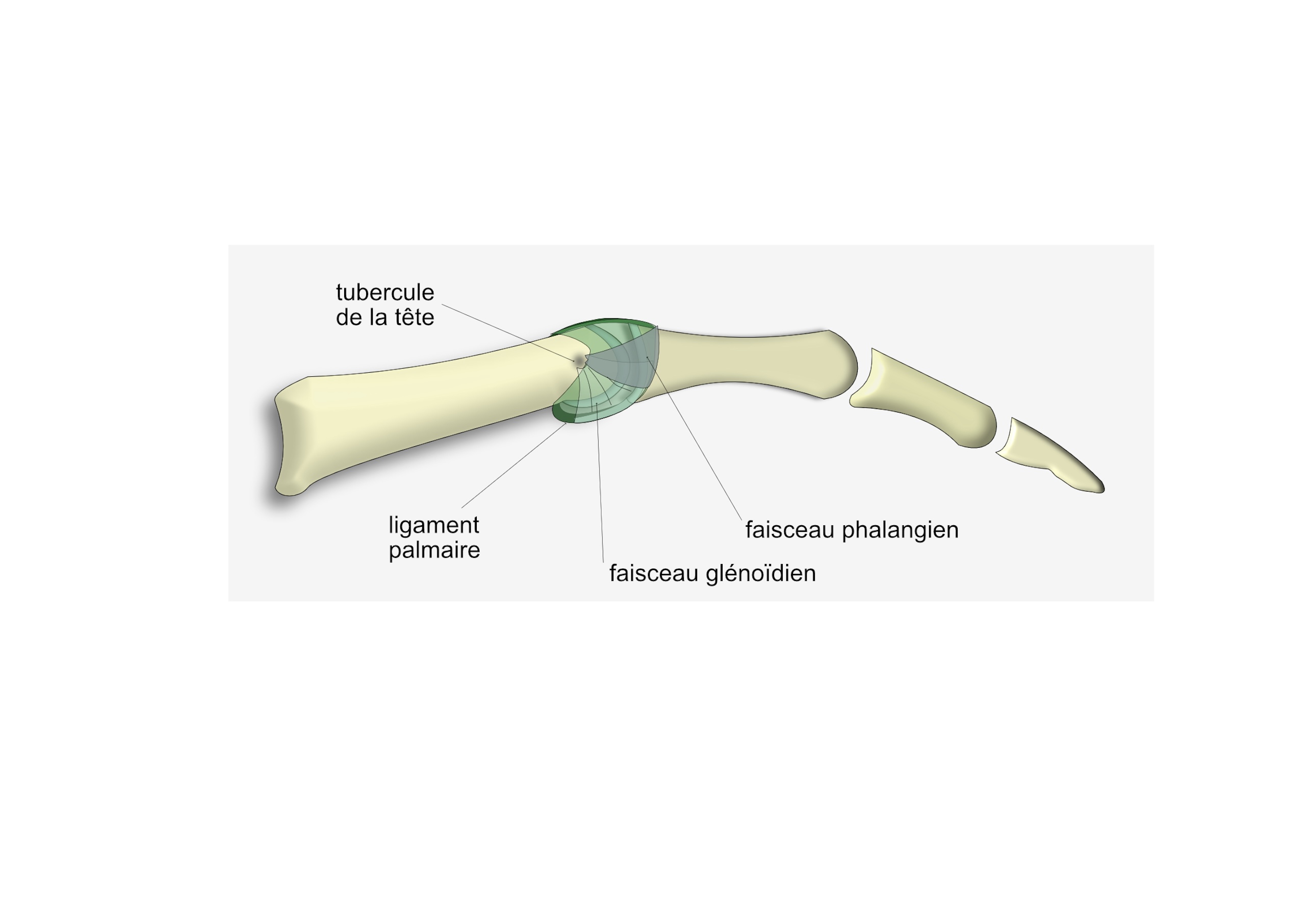 articulations du pouce 