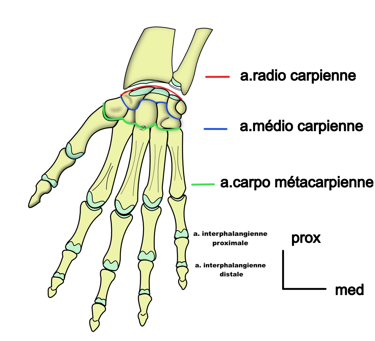 articulations de la main