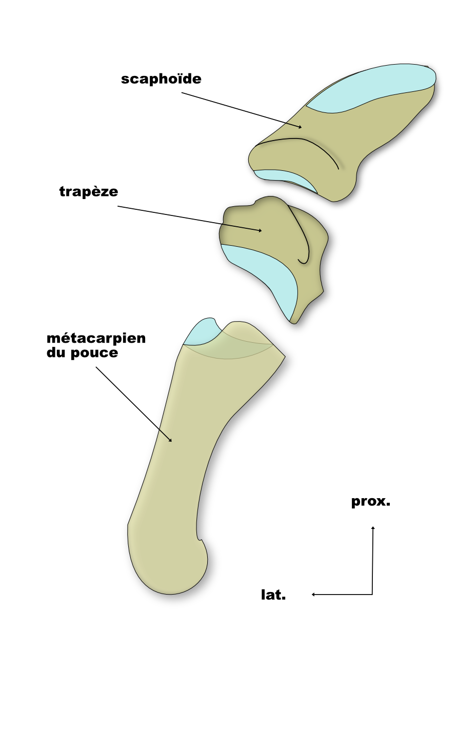 articulations du pouce 