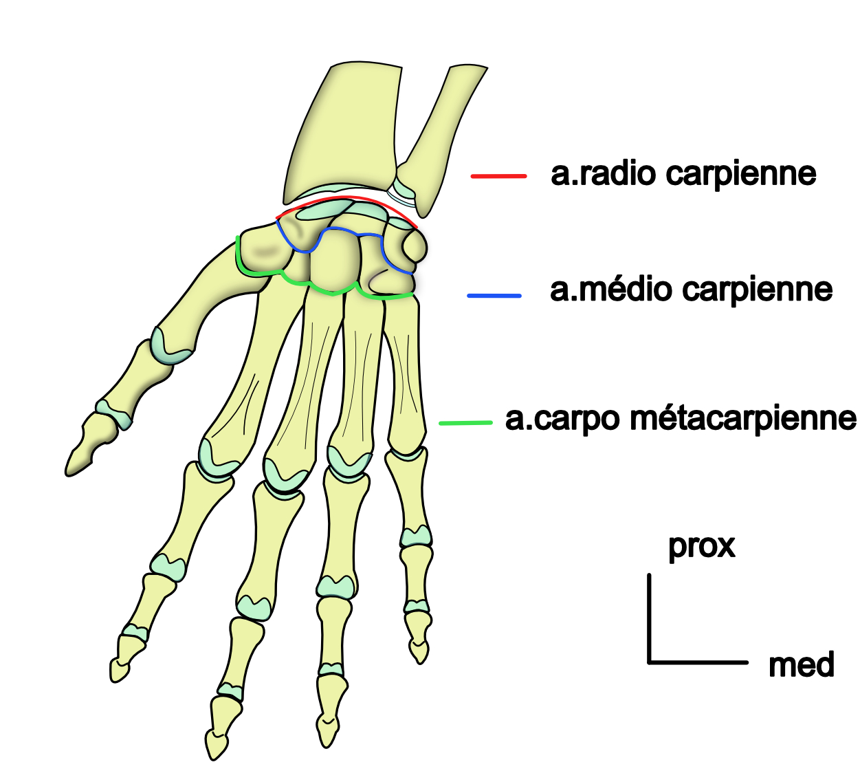 les articulations du poignet