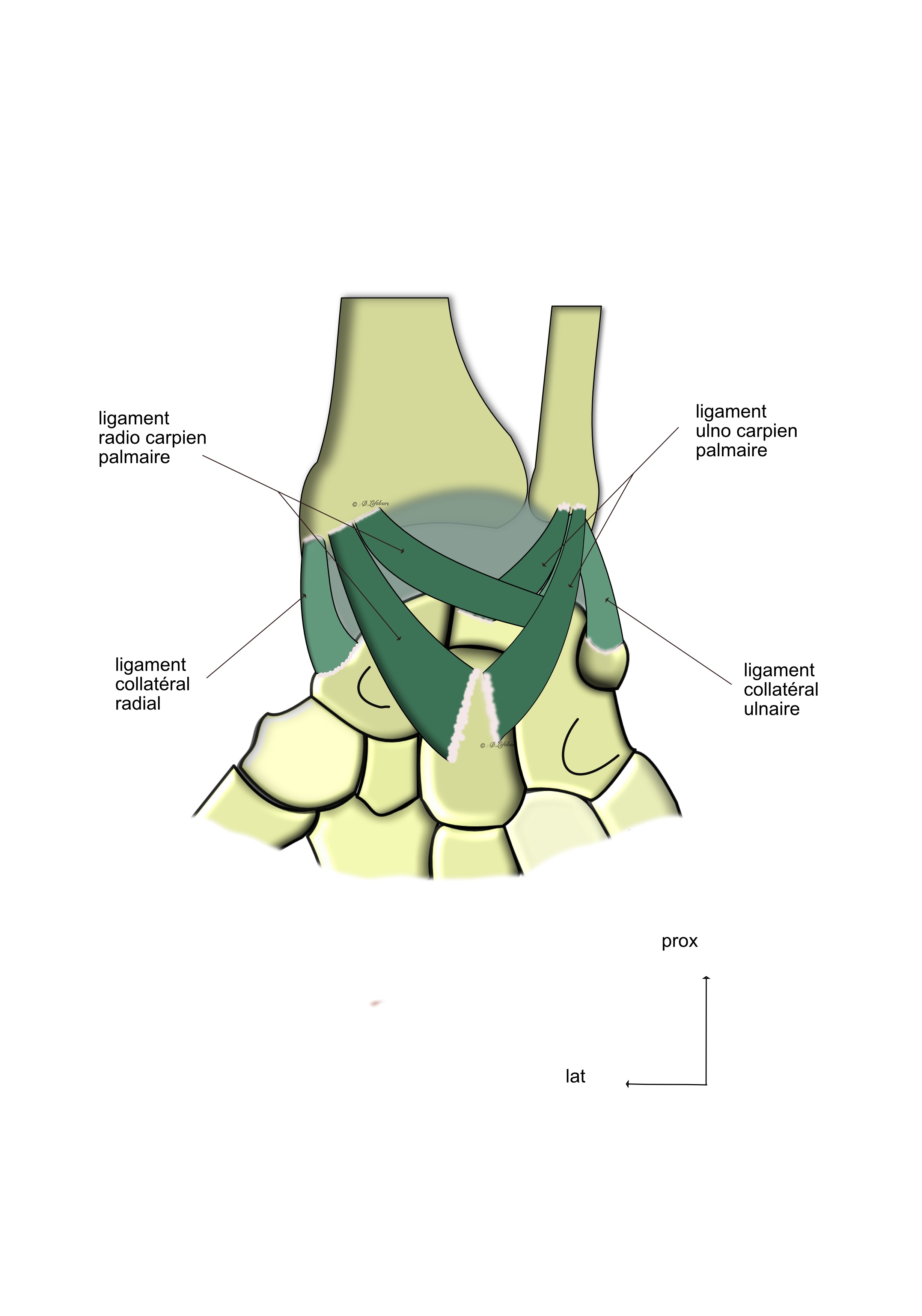 les ligaments ventraux