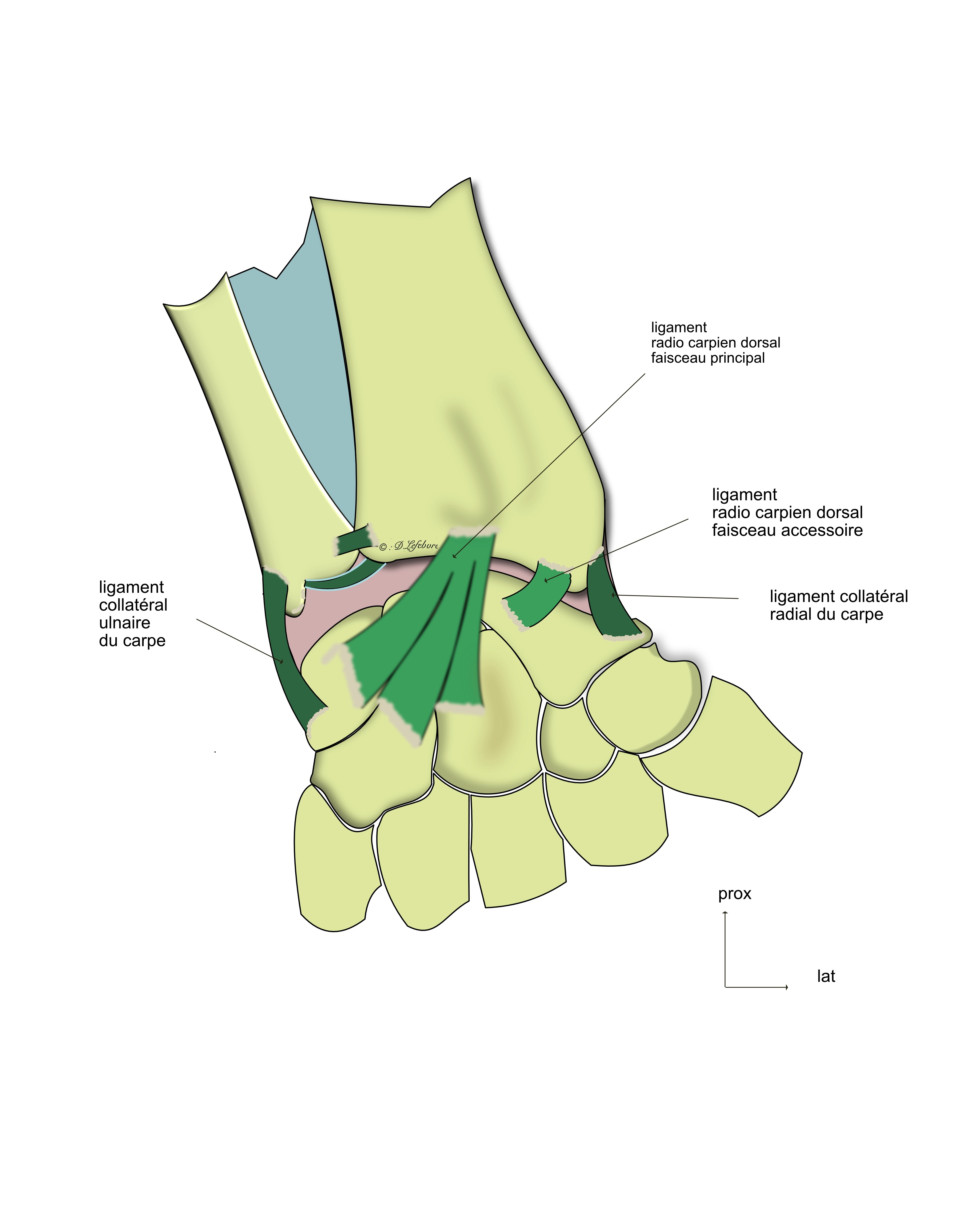 les ligaments dorsaux