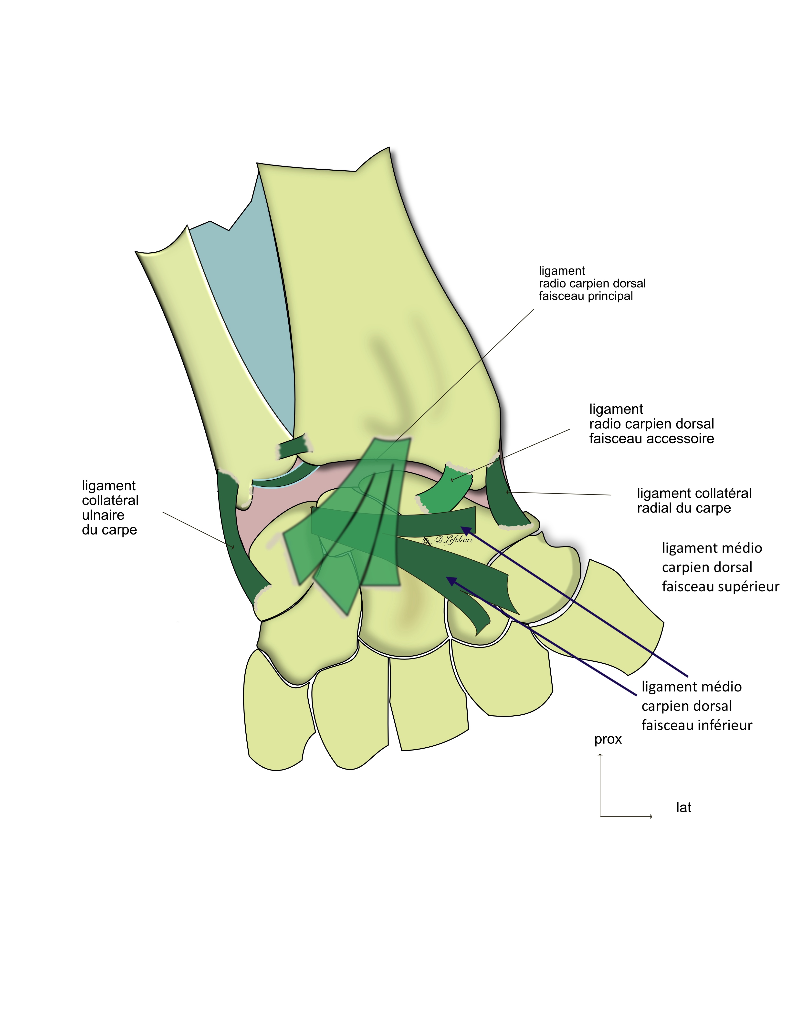 ligaments dorsaux de la médiocarpienne