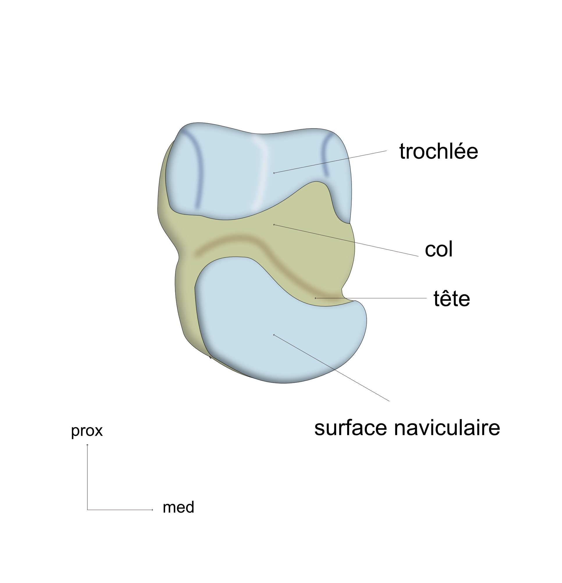 talus vue ventrale
