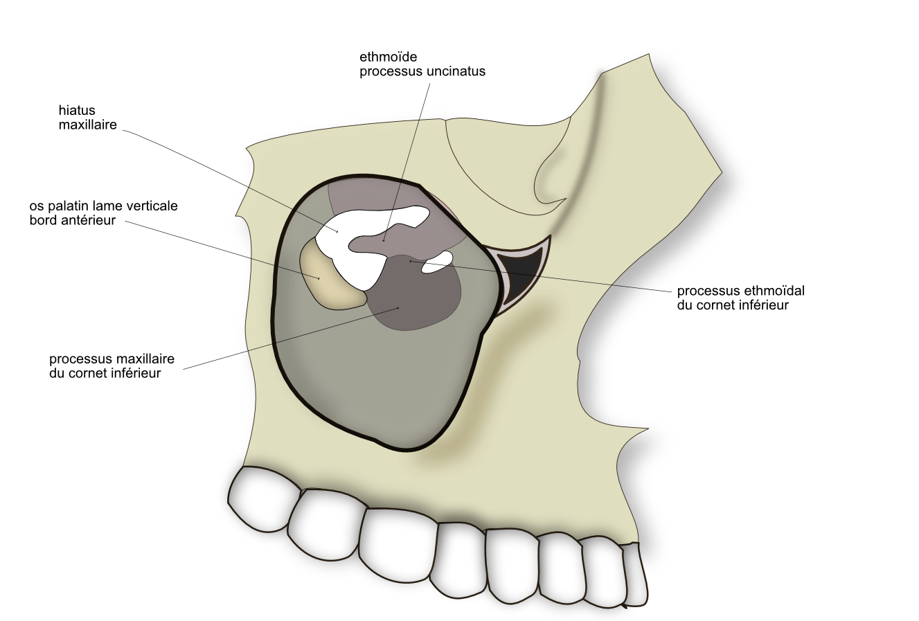  processus maxillaire dans le hiatus