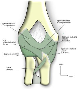 ligamnt collatéral radial