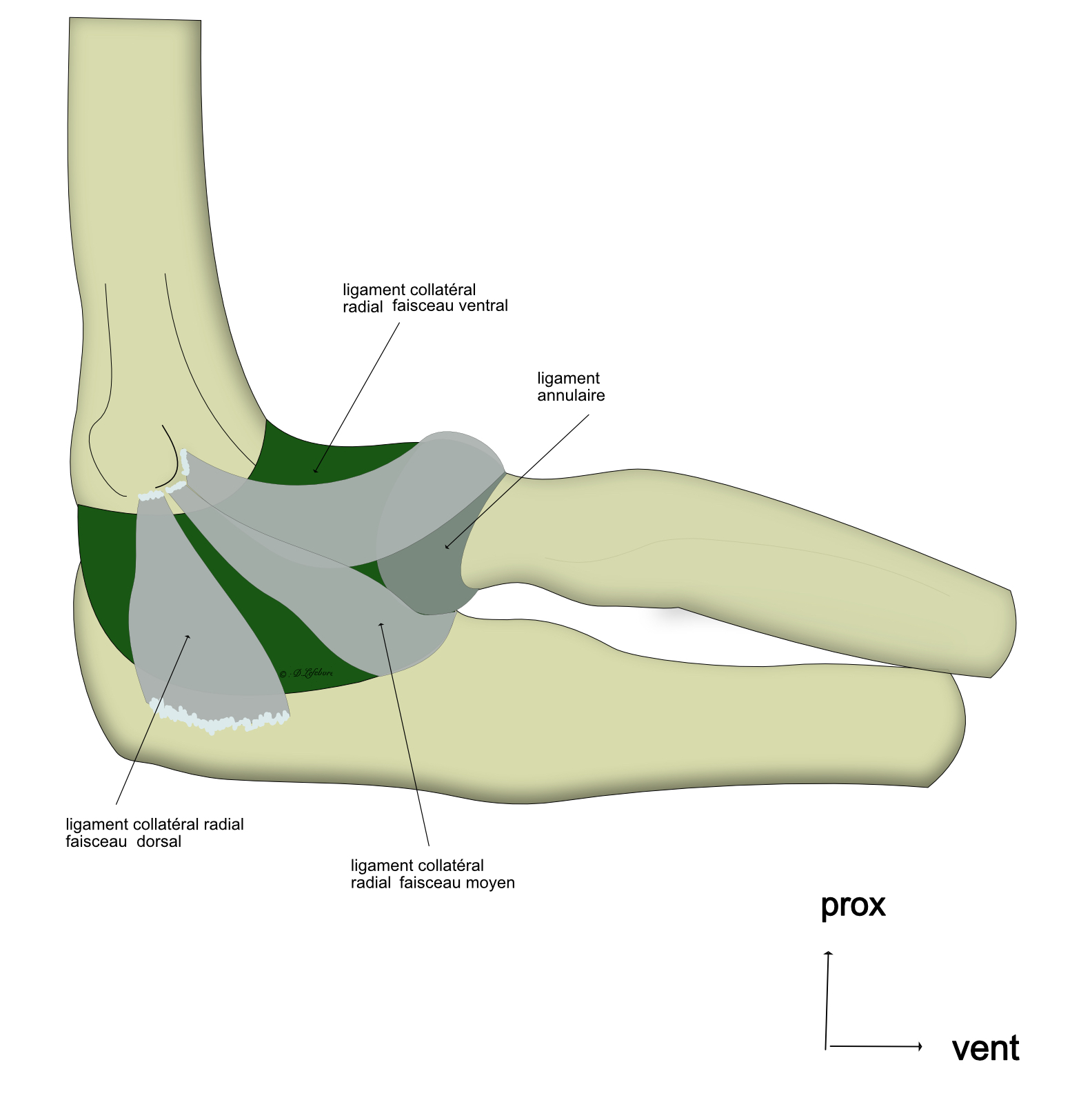 ligamnt collatéral radial