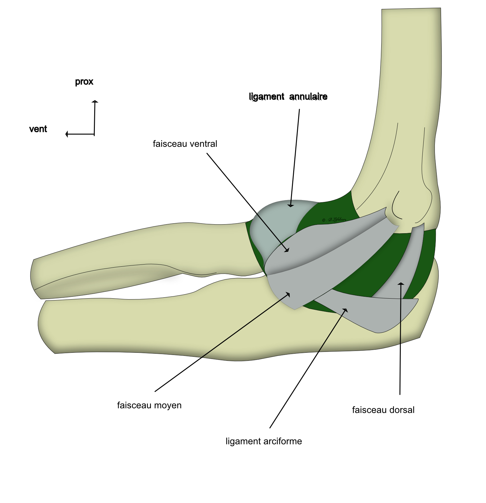 ligamnt collatéral ulnaire