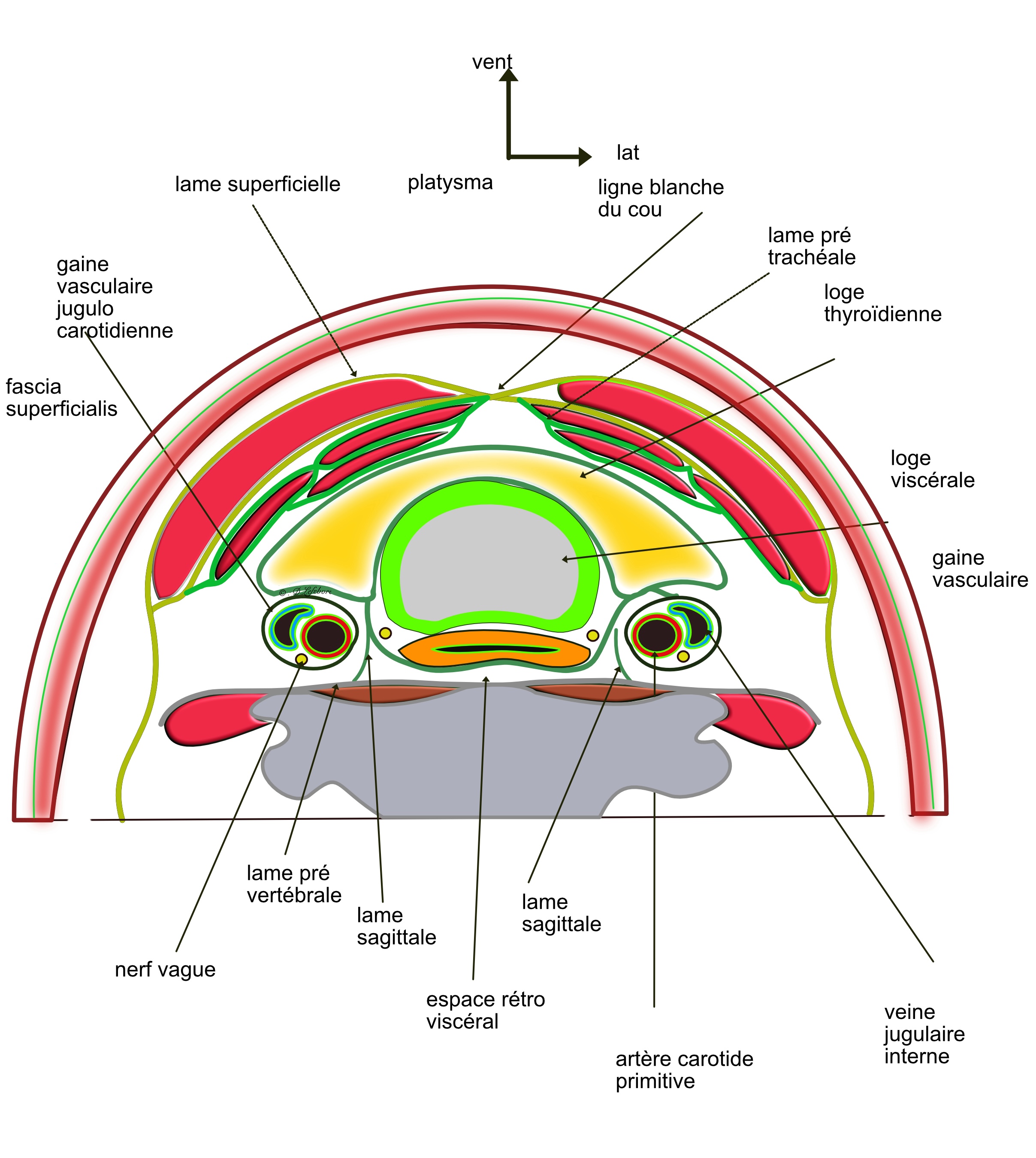 les fascia du cou 