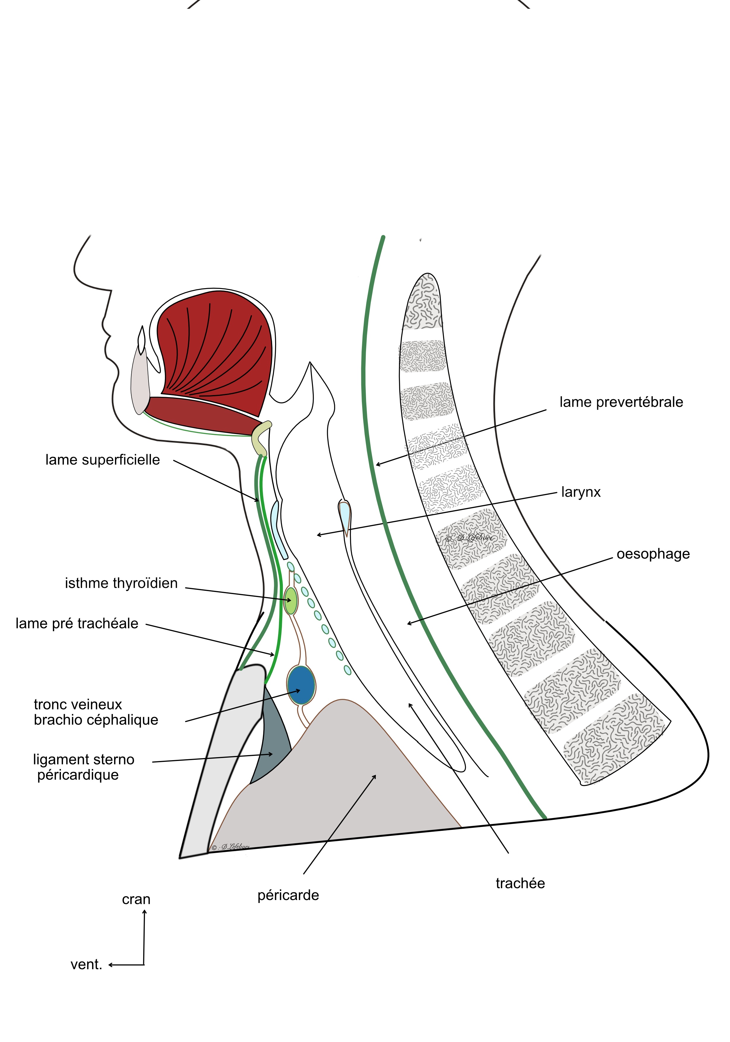 les fascia du cou