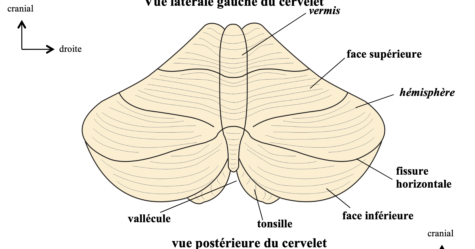 vue exocranienne