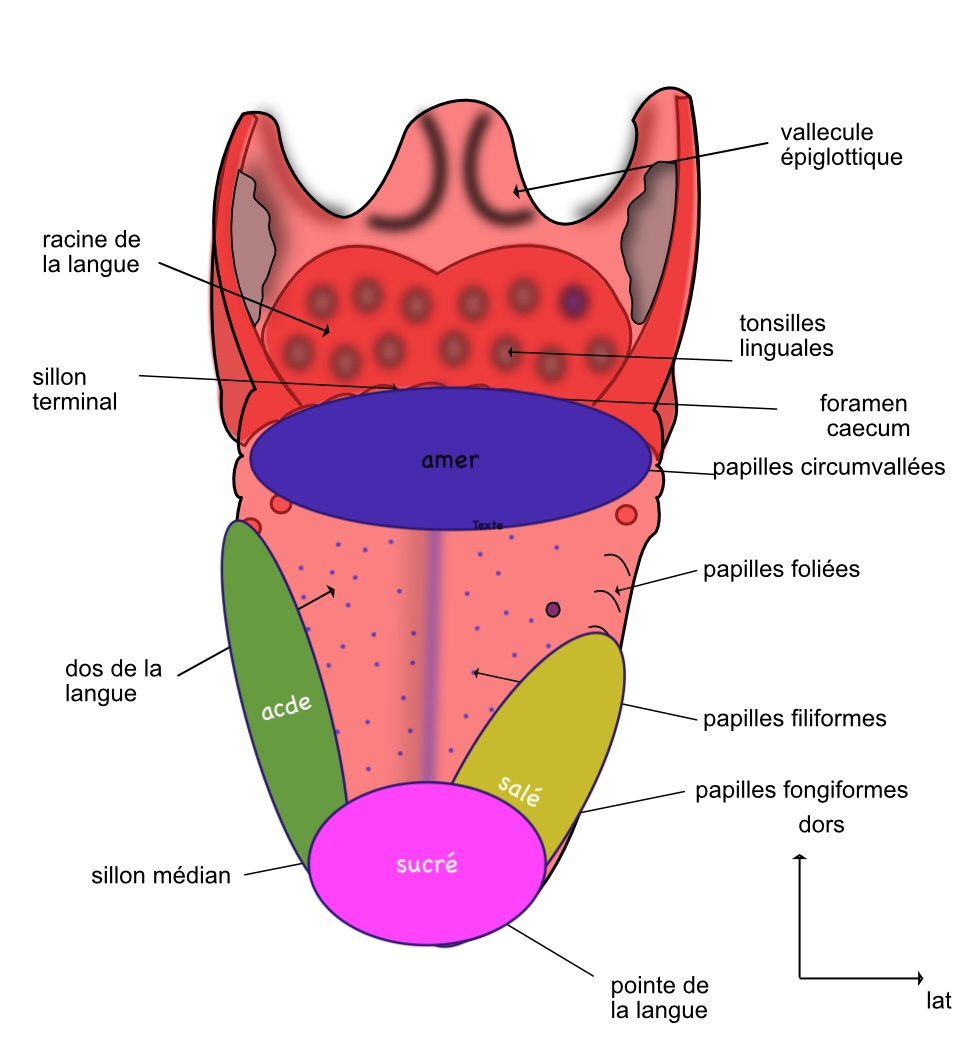 vue exocranienne