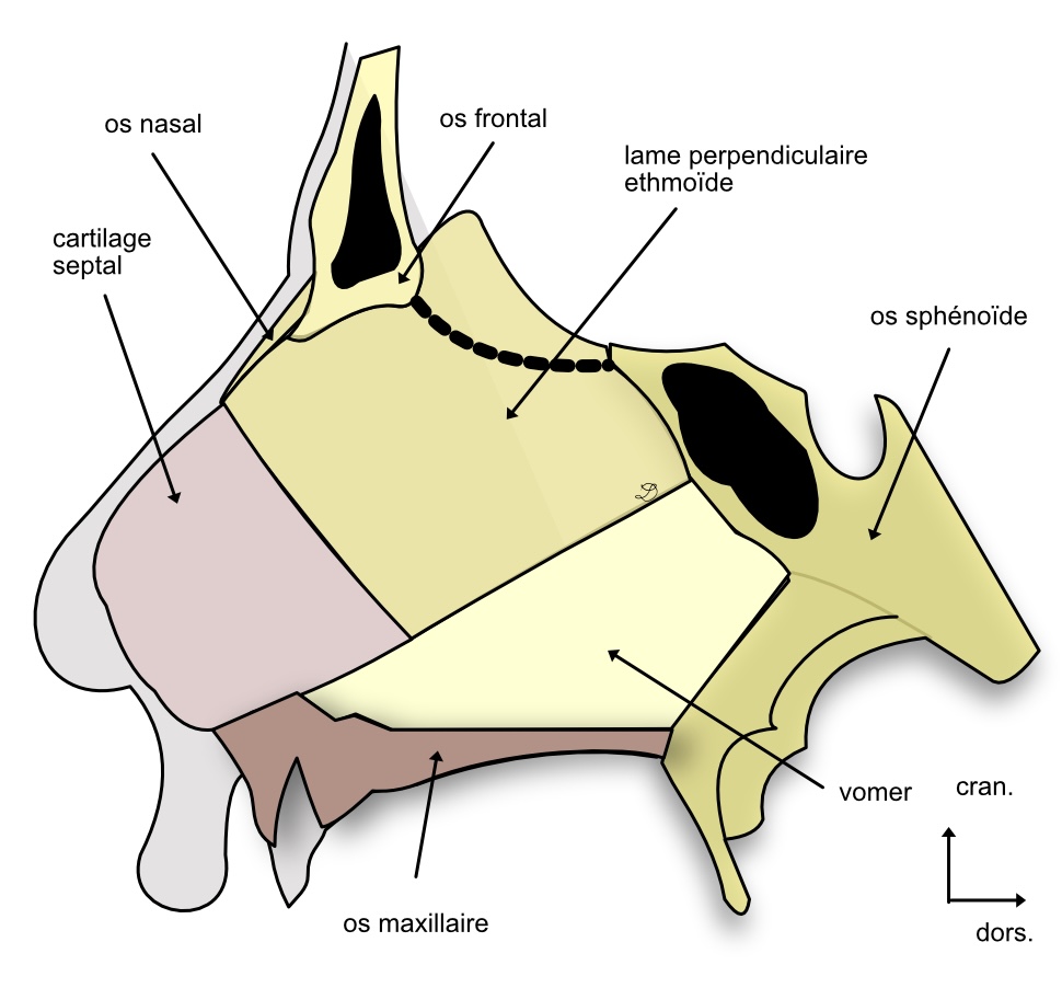 vue endocranienne