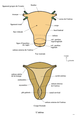 vue ventrale
