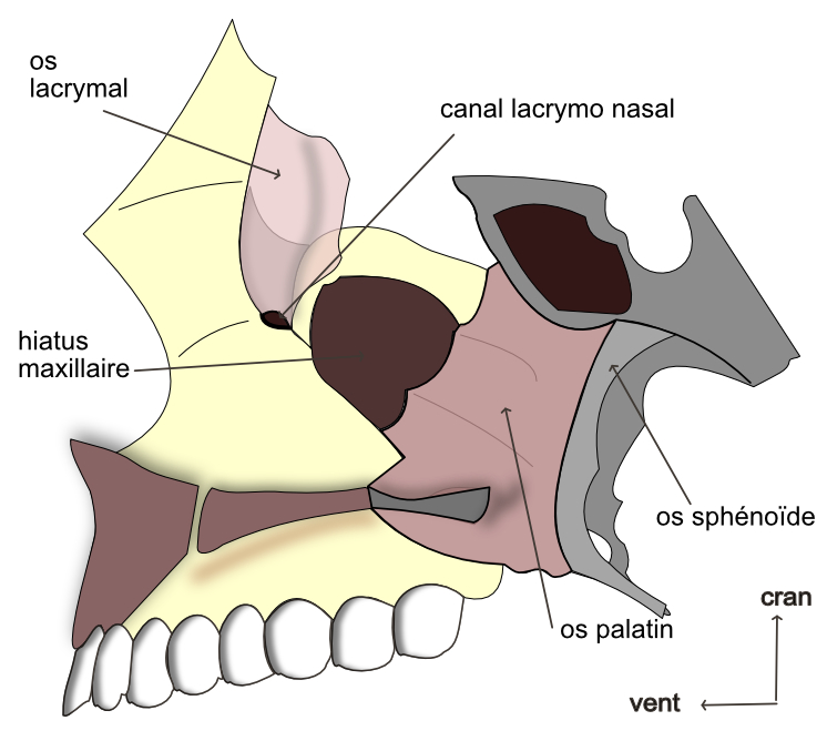  os lacrymal partie orbitaire