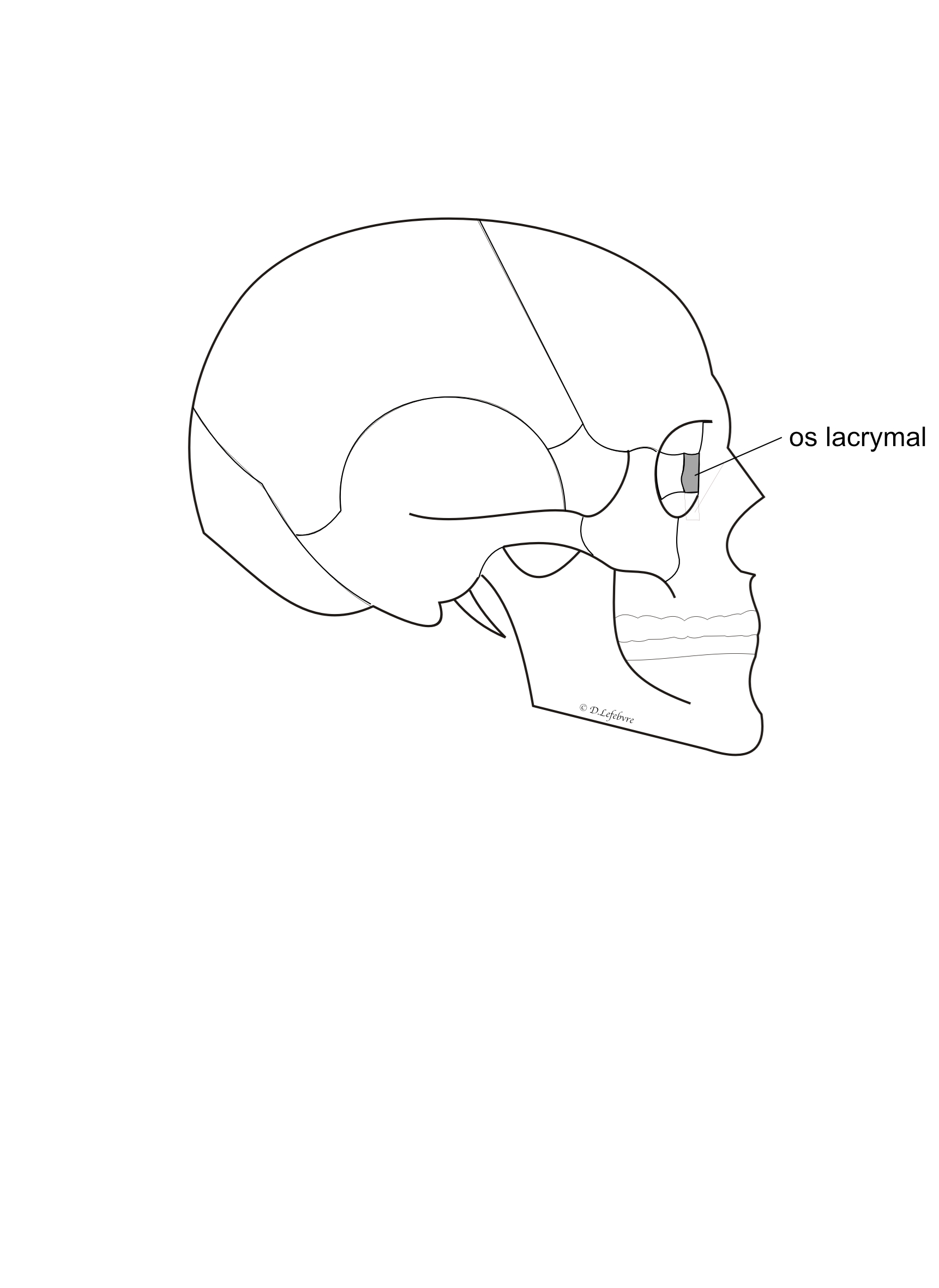  situation de l'os lacrymal' 