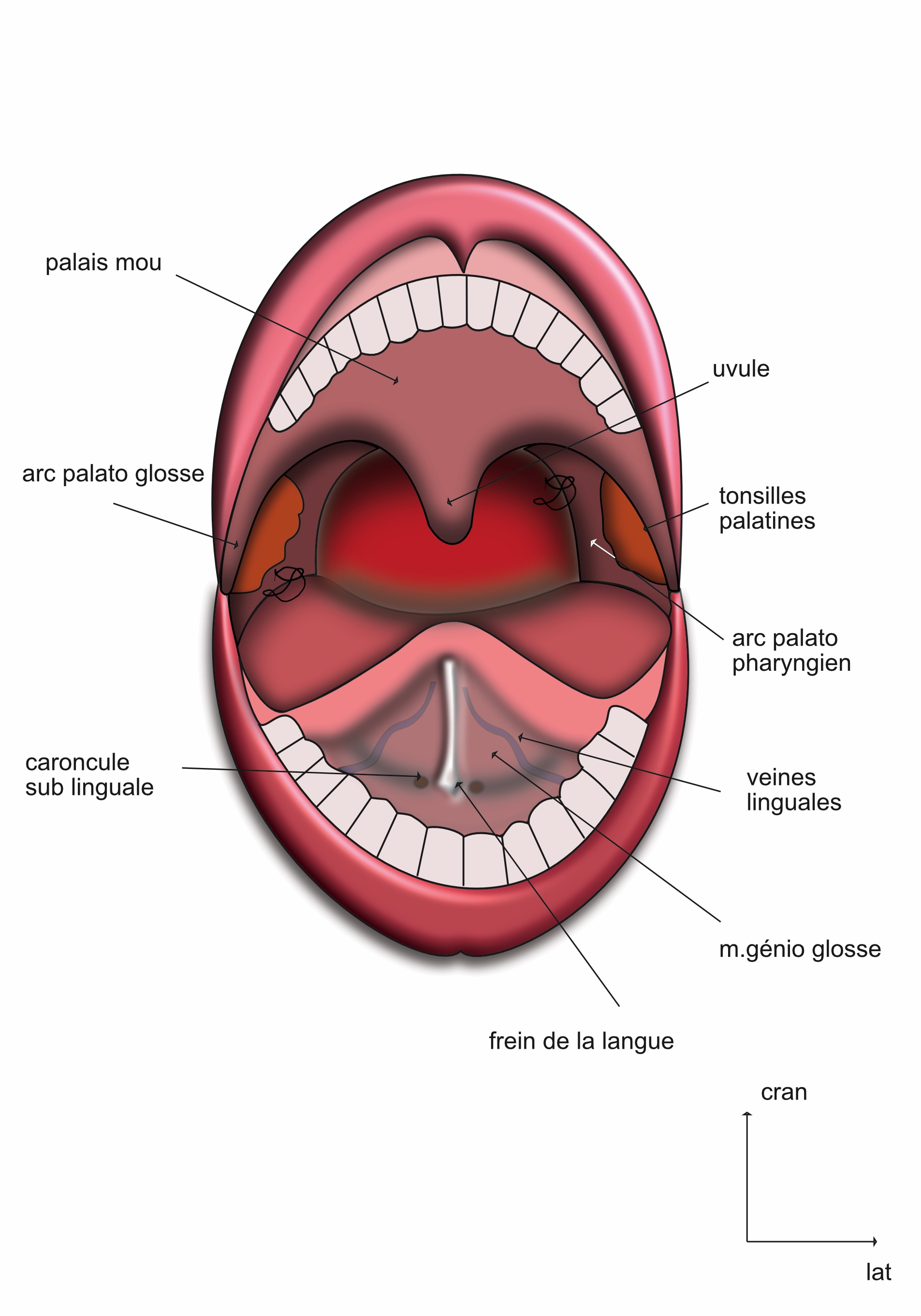 face inférieure de la langue
