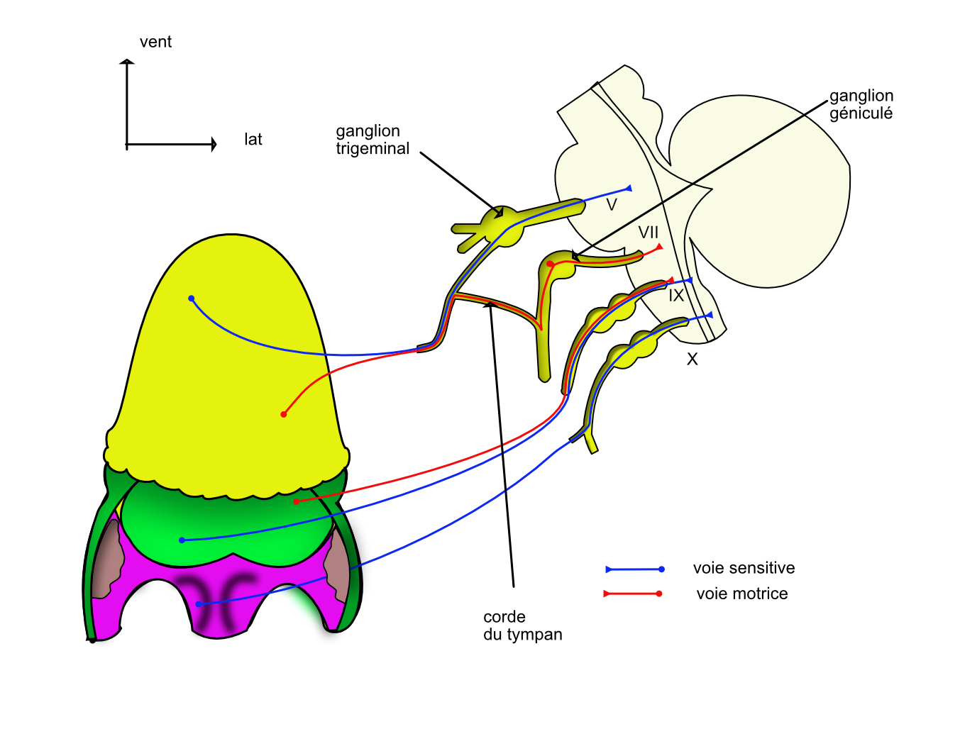l'innervation de la langue