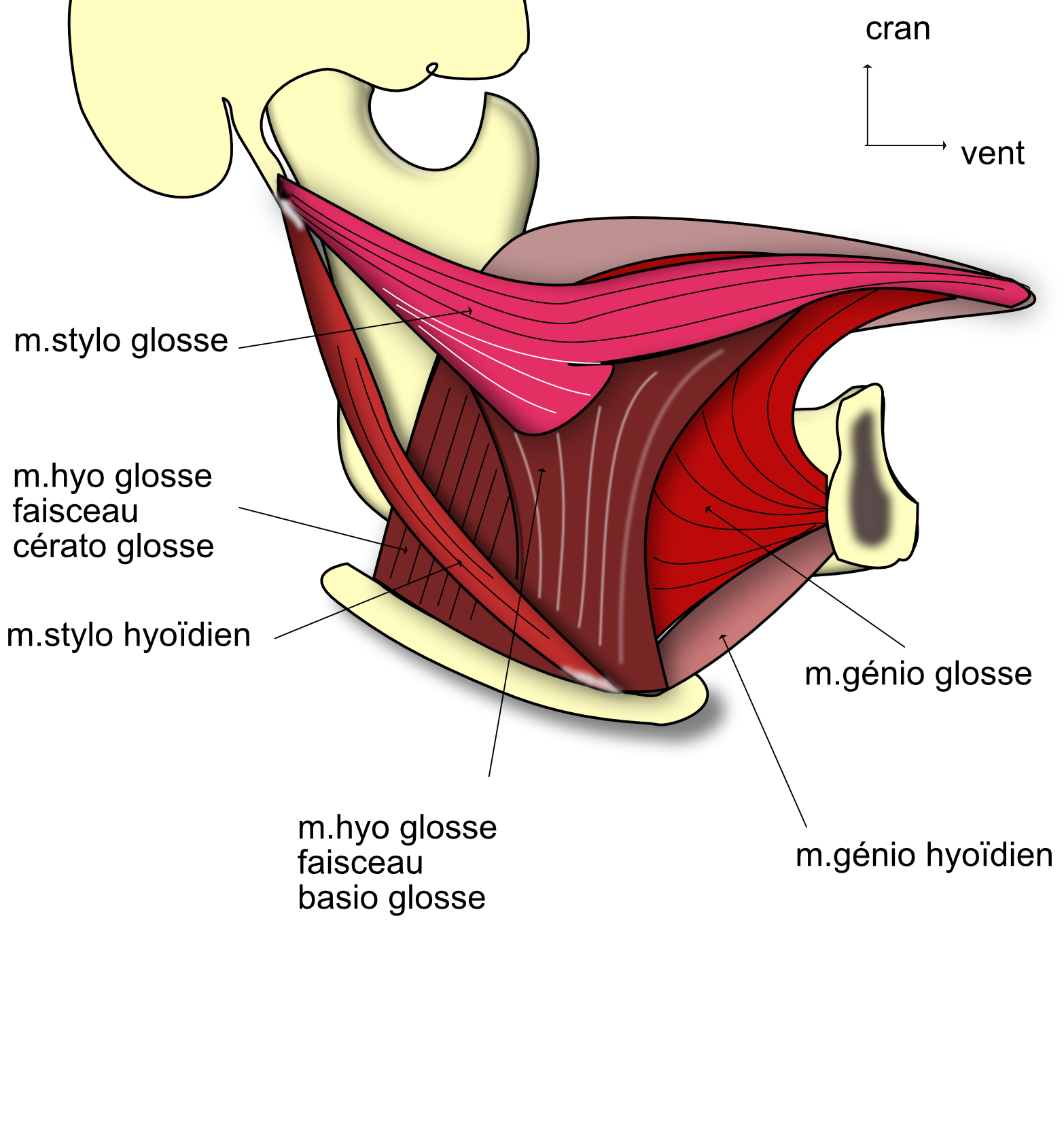 les muscles de la langue