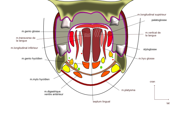 les muscles de la langue