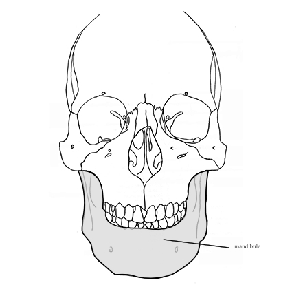  situation de la mandibule 