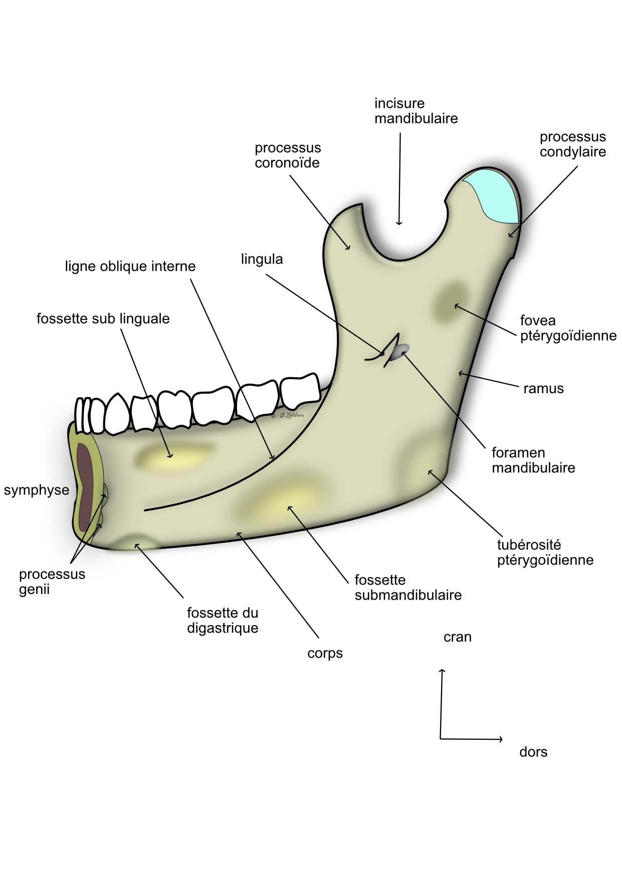  la mandibule :vue médiale