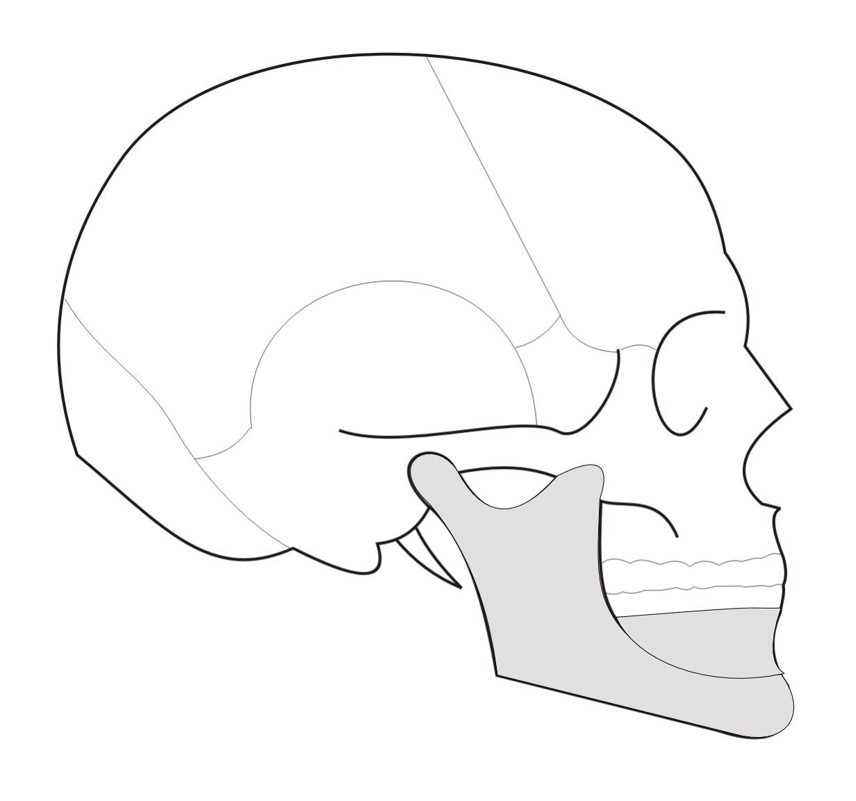  situation de la mandibule profil