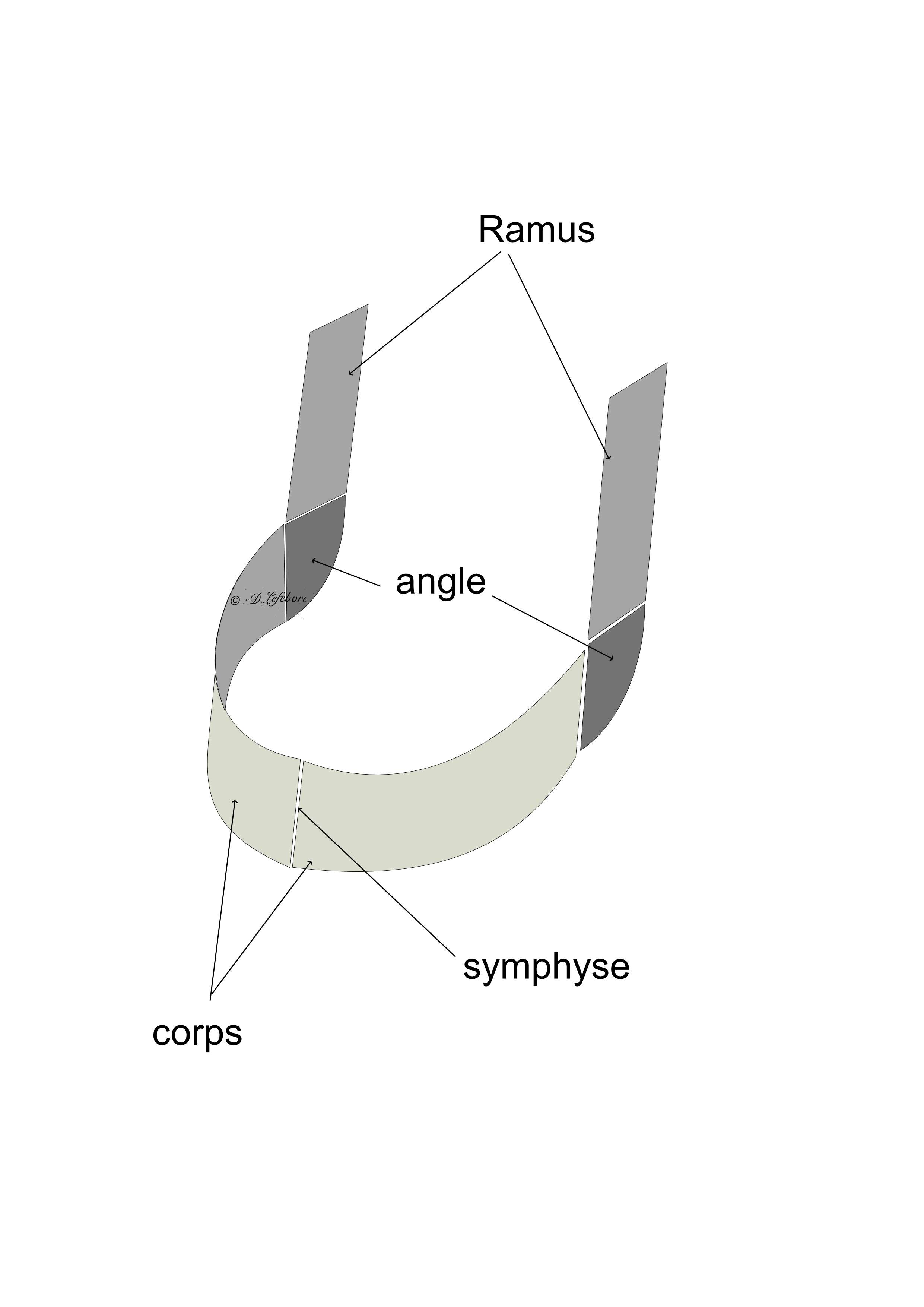  modélisation de la mandibule