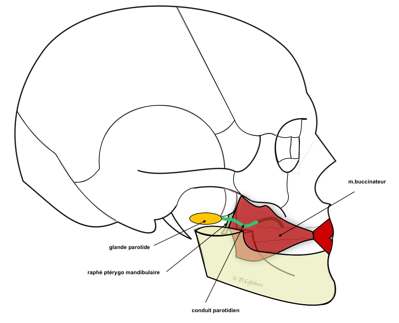 muscles élévateurs 