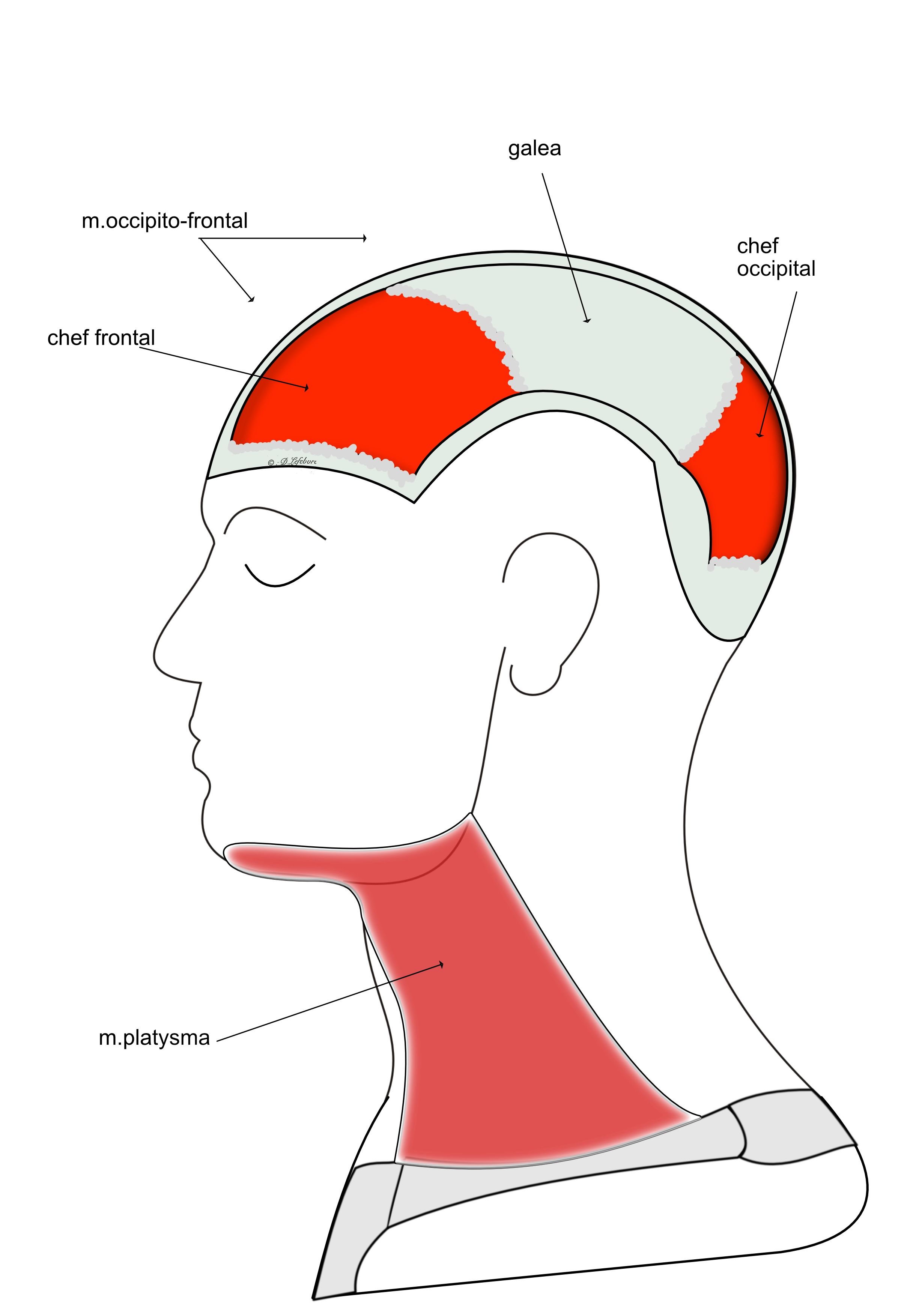 muscles épicranienet platysma