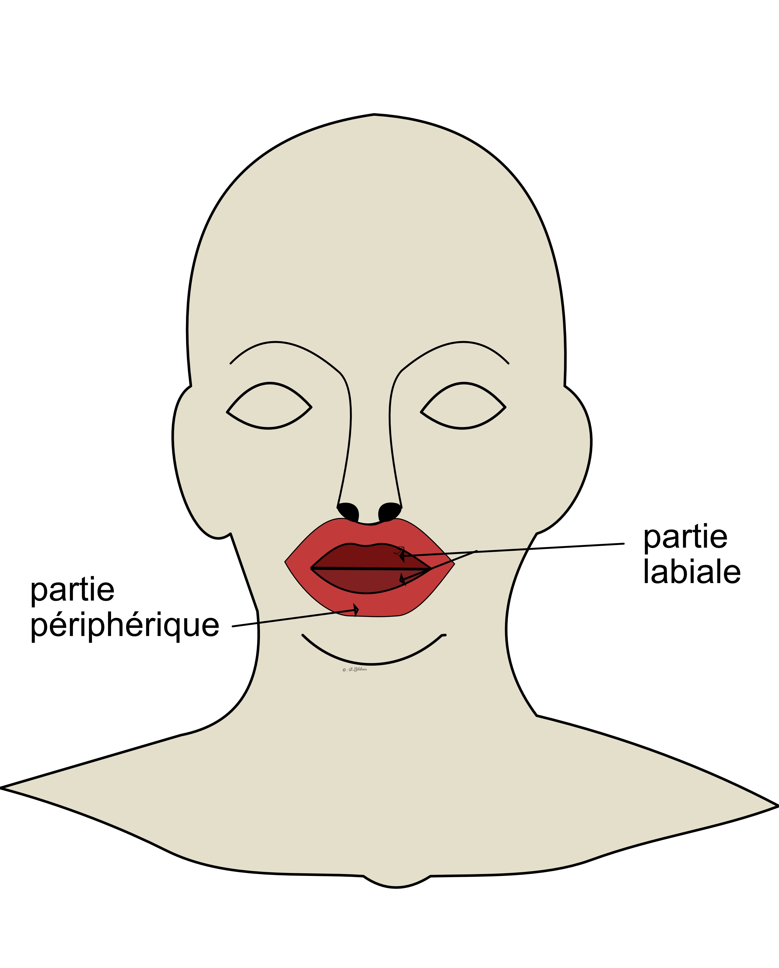 muscle nasal et nasolabial