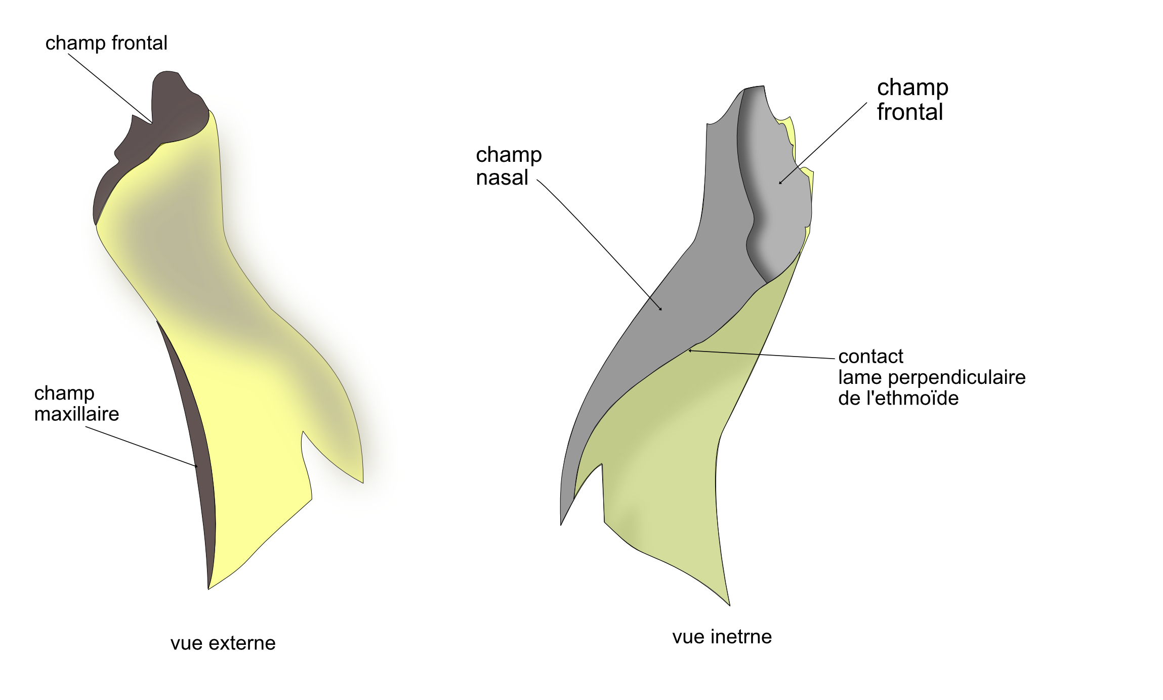  os nasal faces