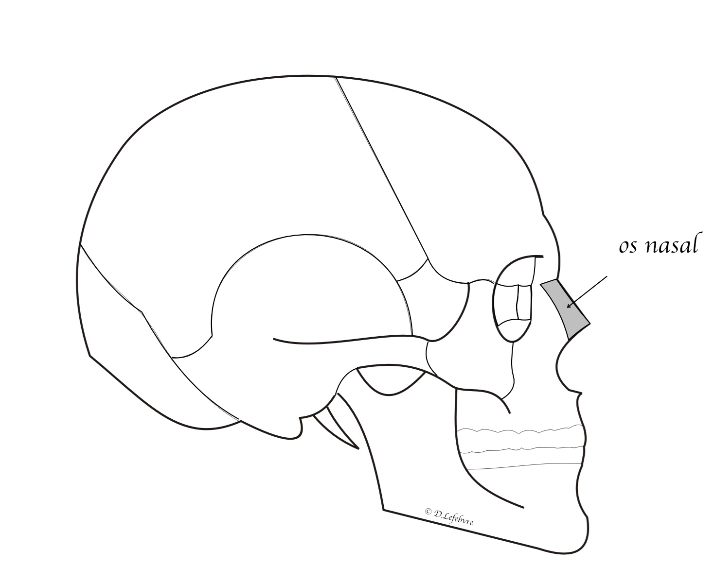  situation de l'os nasal