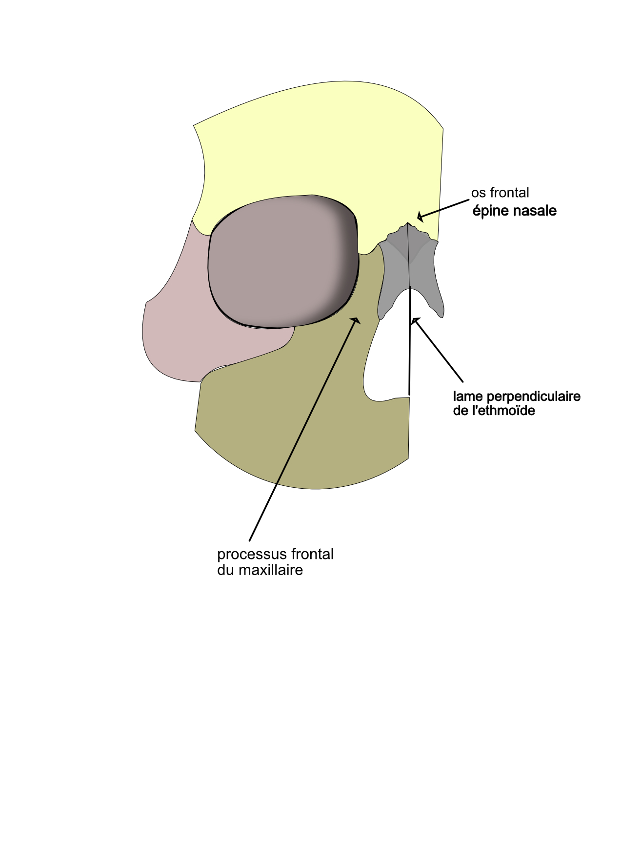  les faces de l'os nasal