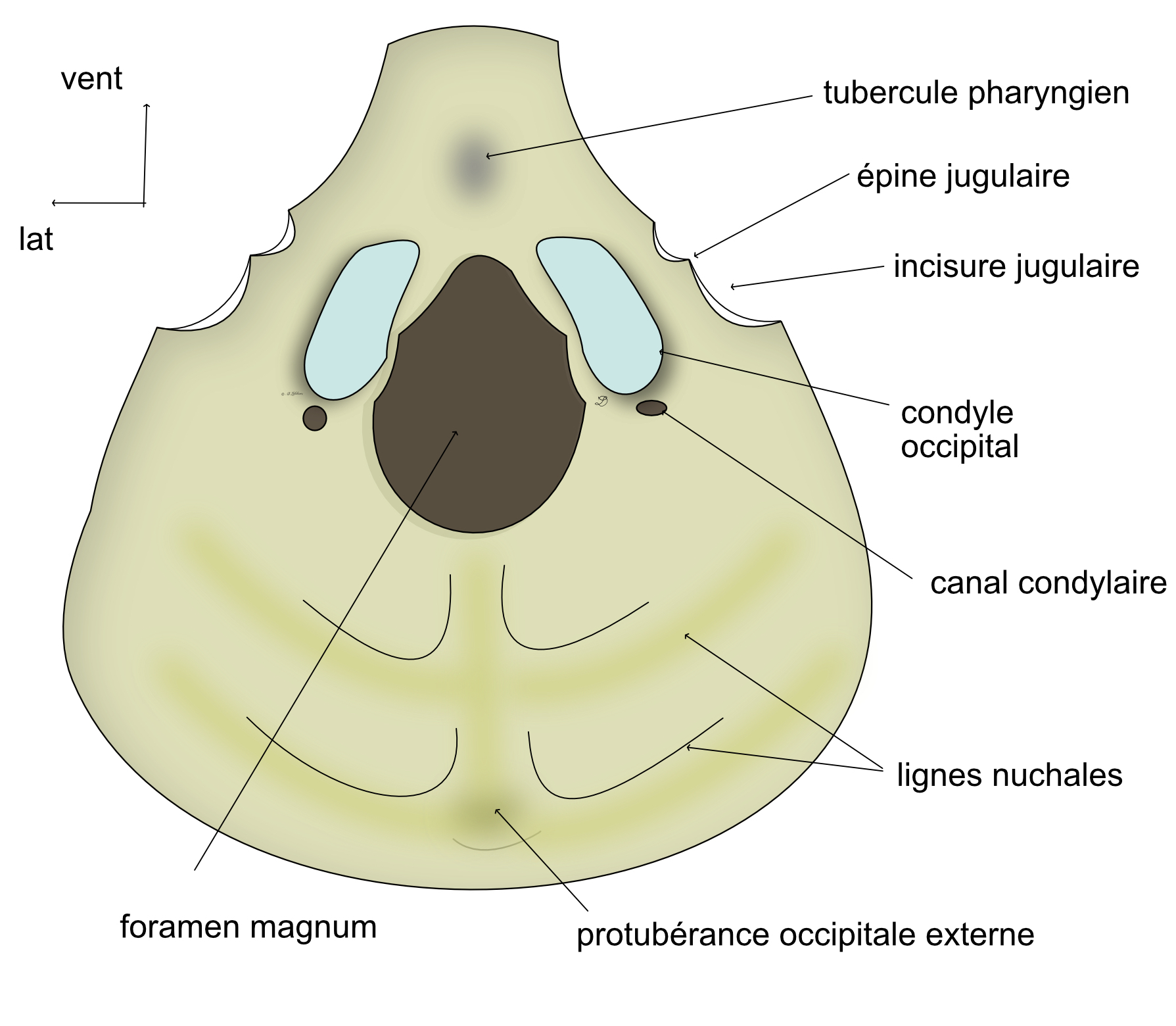  os occipital vue exocranienne