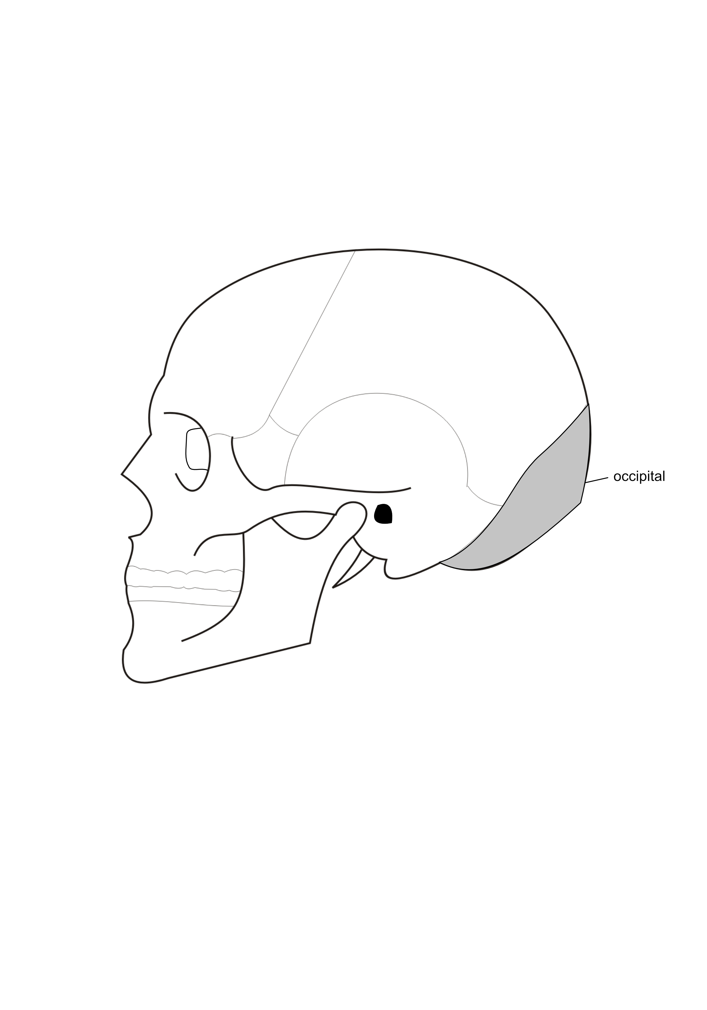  situation de l'os occipital