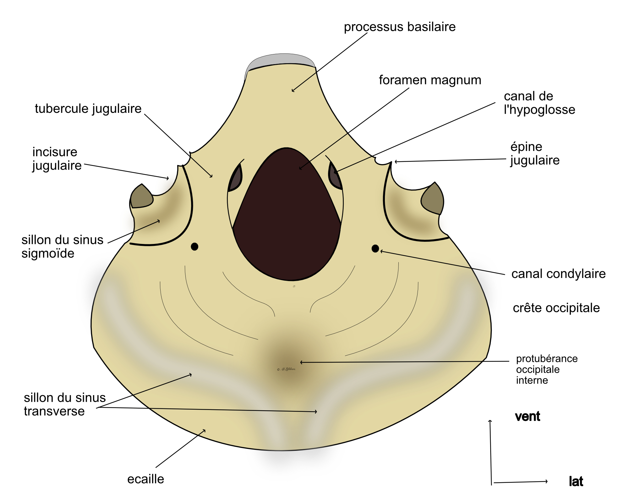  os occipital vue endocraninne