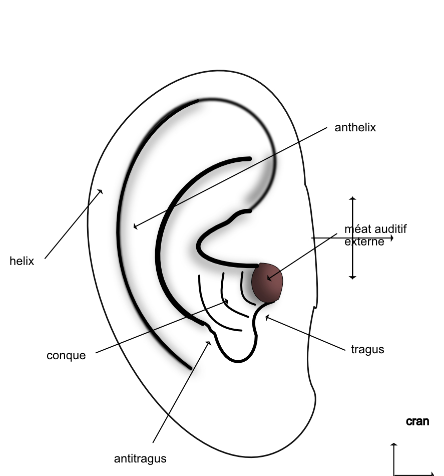 l'auricule